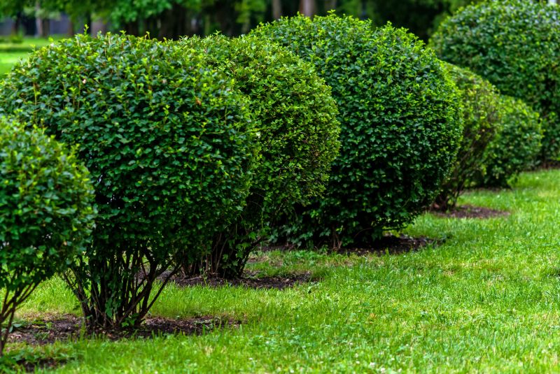 Trimmed Bushes
