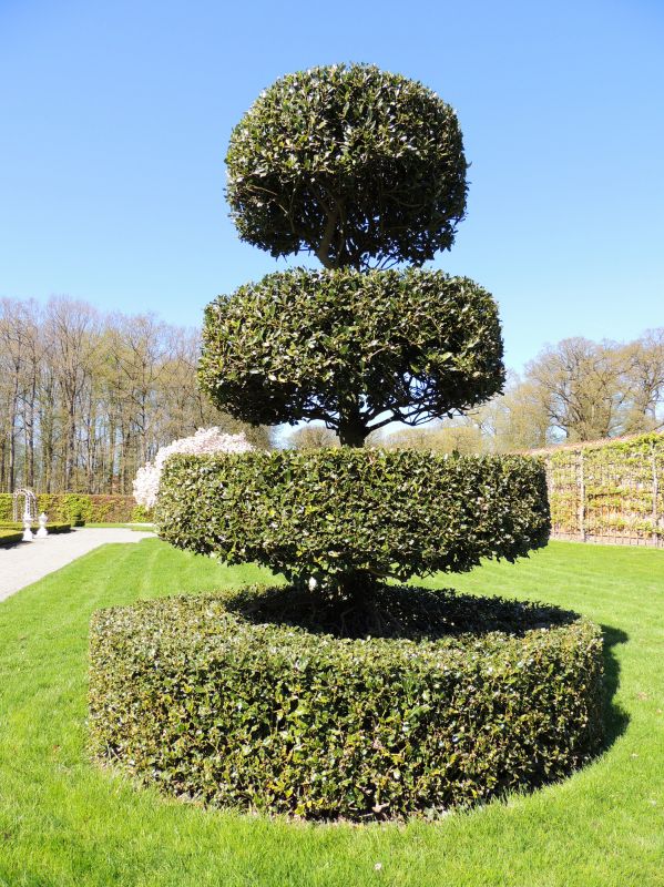 Topiary Shearing