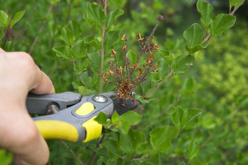 Weigela Pruning Service