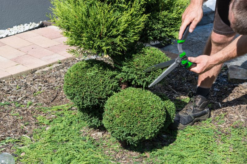 Timing your shrub trimming ensures optimal growth.