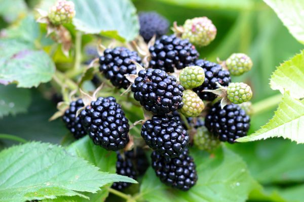 Blackberry Bush Removal in Broomfield