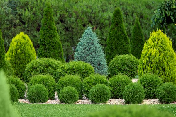 Cost of Bush Shaping Service in Broomfield
