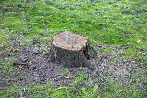 Bush Stump Removal in Broomfield