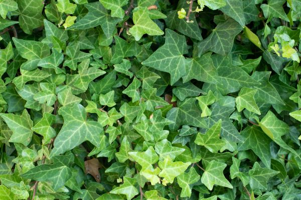 Cost of English Ivy Removal in Broomfield