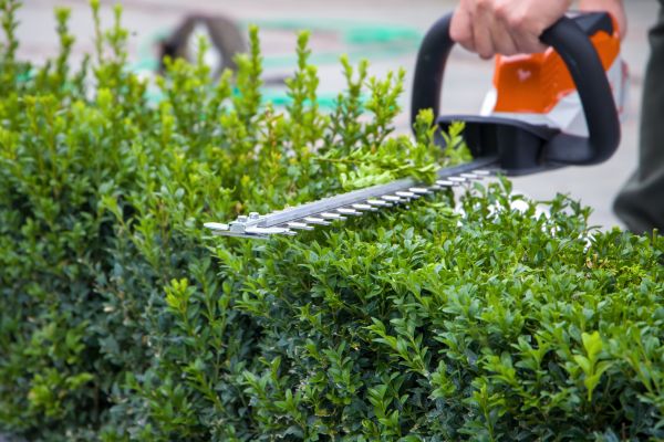 Hedge Pruning in Broomfield
