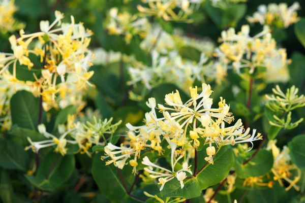 Cost of Honeysuckle Removal in Broomfield