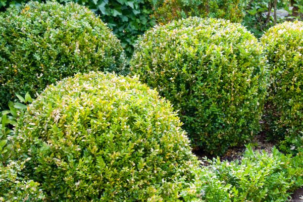 Cost of Landscape Trimming Service in Broomfield