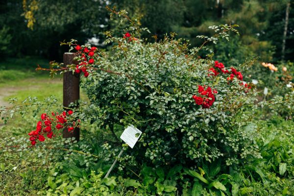 Cost of Rose Bush Removal in Broomfield
