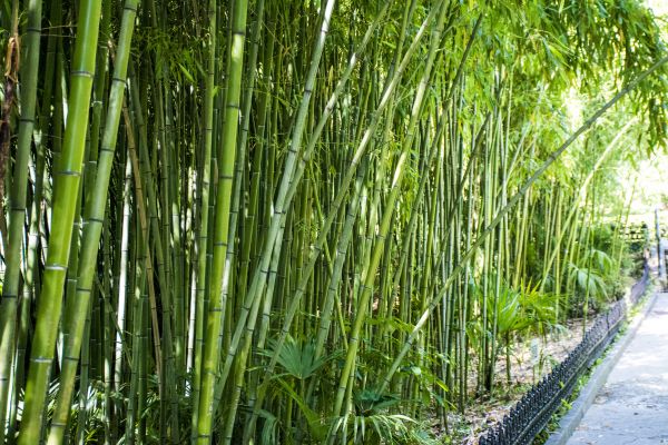 Cost of Bamboo Root Removal in Broomfield