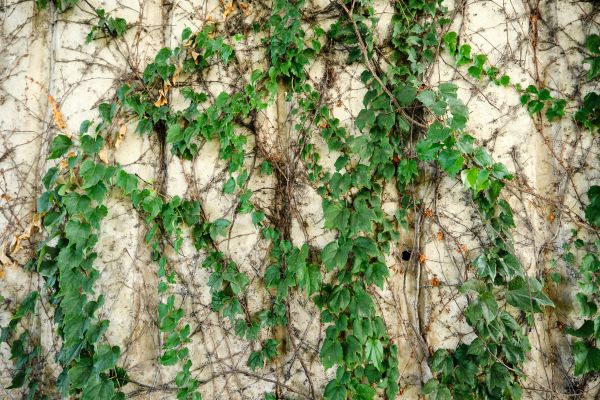 Cost of Vine Removal Service in Broomfield