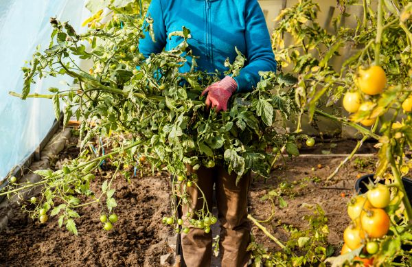 Cost of Garden Plant Removal in Broomfield