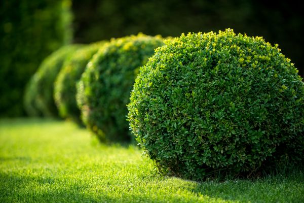 Bush Pruning in Broomfield