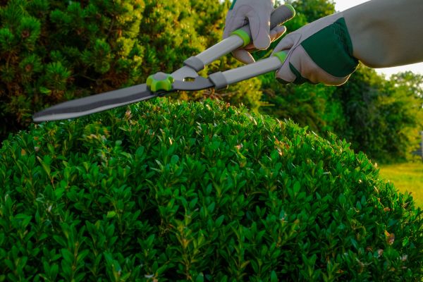 Cost of Topiary Shearing in Broomfield