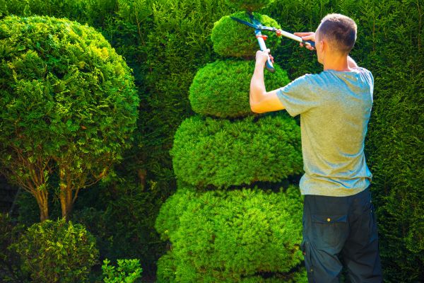 Cost of Topiary Shaping in Broomfield