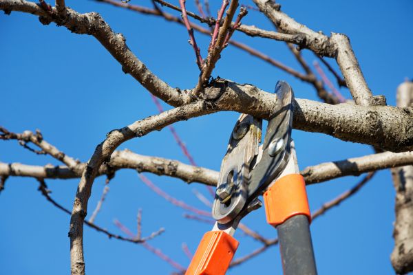 Cost of Selective Pruning in Broomfield