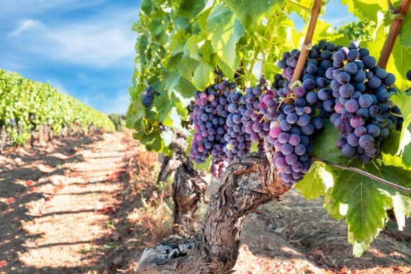Grapevine Pruning in Broomfield