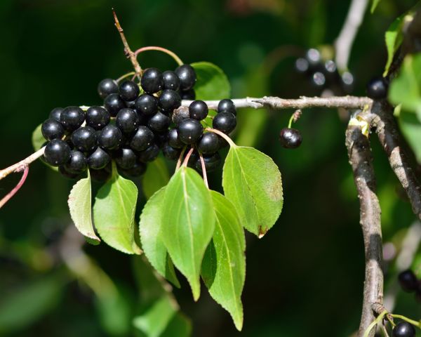 Cost of Buckthorn Removal in Broomfield