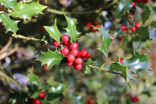 Cost of Holly Tree Trimming in Broomfield