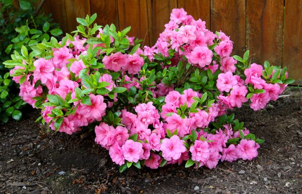 Cost of Azaleas Removal in Broomfield