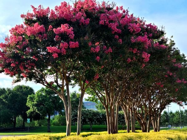 Crepe Myrtle Pruning in Broomfield