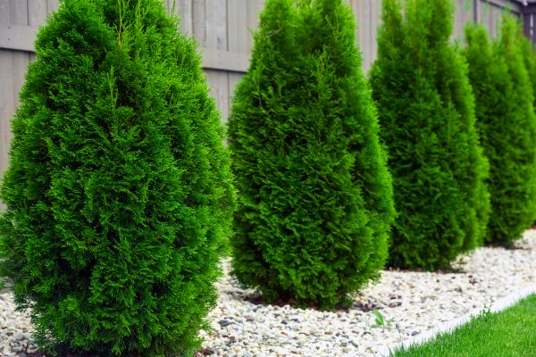 Cost of Arborvitae Pruning in Broomfield