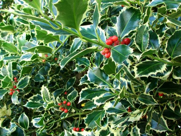 Cost of Holly Bushes Trimming in Broomfield