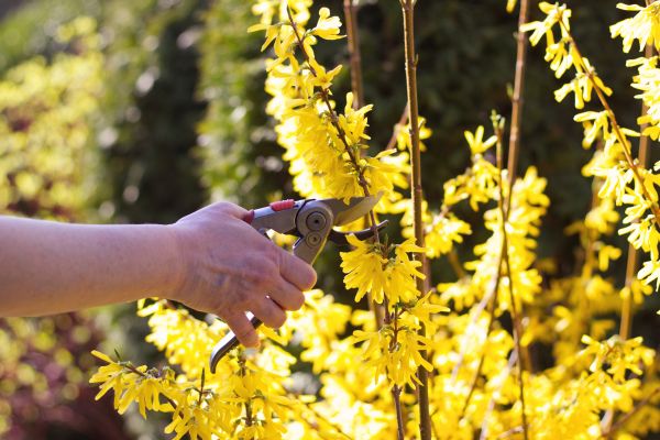Forsythia Pruning in Broomfield