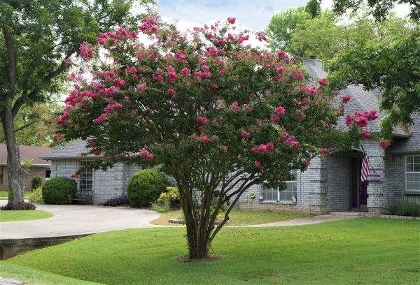 Crepe Myrtle Trimming in Broomfield