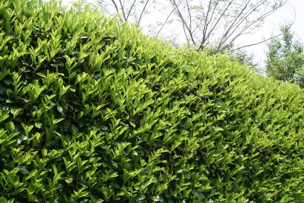 Cost of Laurel Shrub Removal in Broomfield