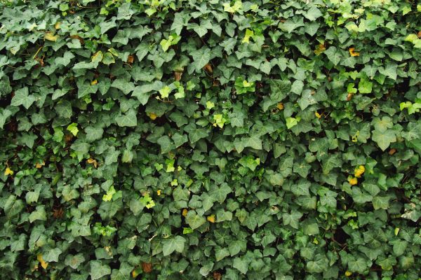 Cost of Ivy Pruning service in Broomfield