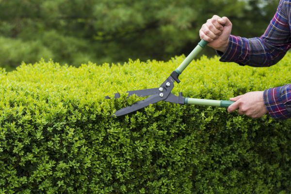 Cost of Evergreen Shrub Pruning in Broomfield