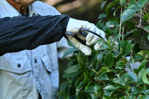 Holly Pruning in Broomfield