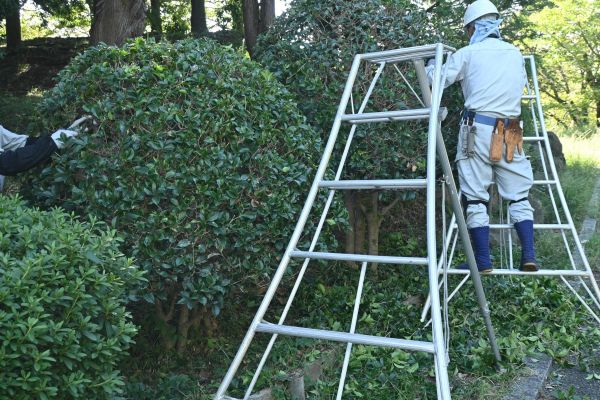 Cost of Holly Shaping in Broomfield