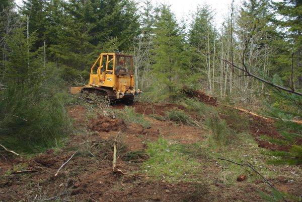 Cost of Shrubbery Clearing in Broomfield