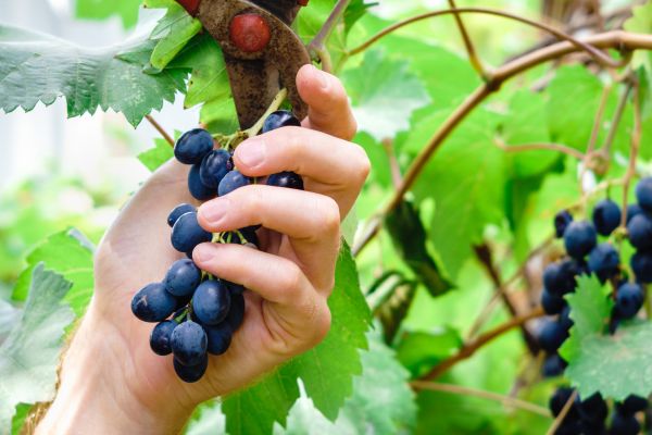 Cost of Vineyard Pruning in Broomfield