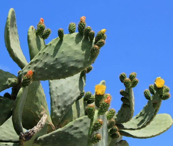 Cost of Cactus Removal in Broomfield