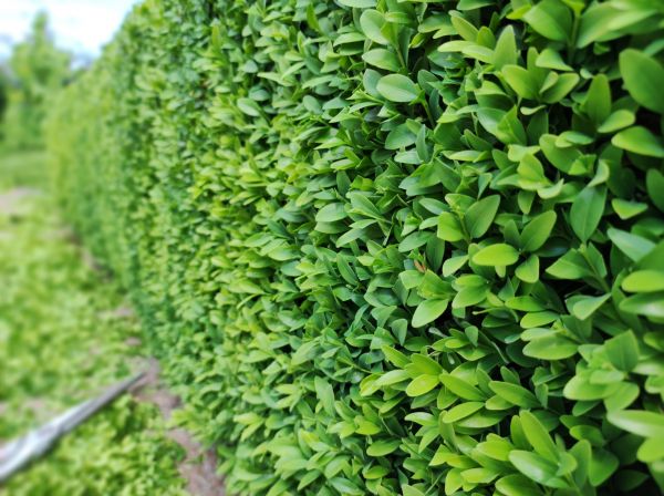Boxwood Pruning in Broomfield