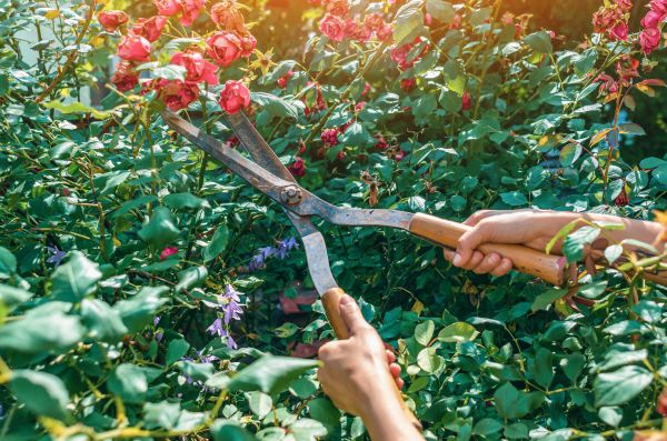 Knockout Roses Pruning in Broomfield