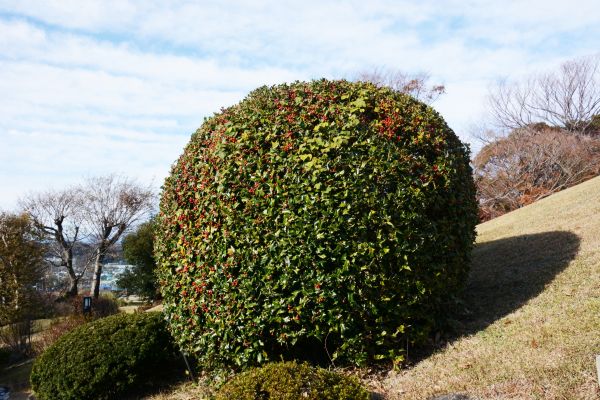 Cost of Holly Shrub Pruning in Broomfield