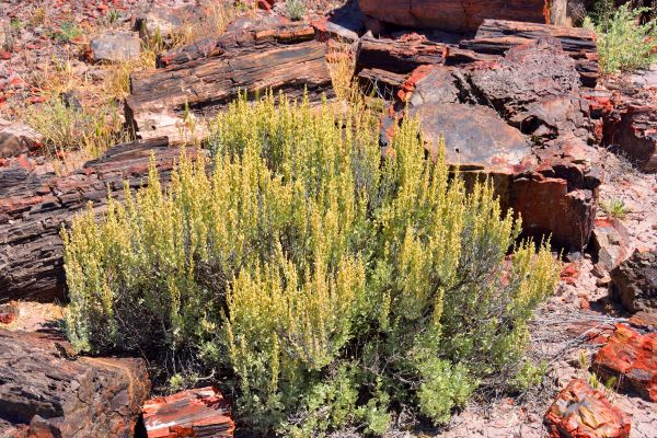 Cost of Sagebrush Removal in Broomfield