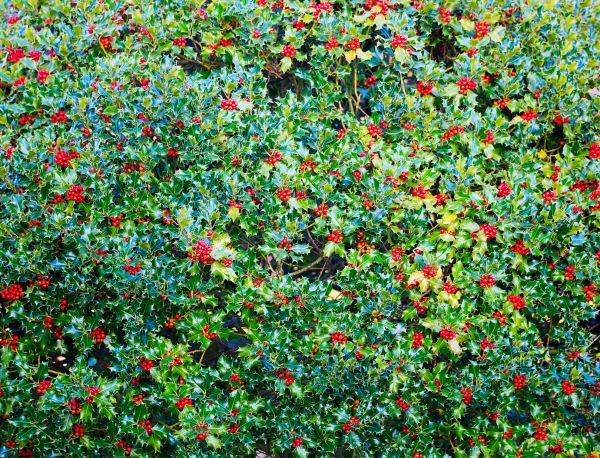 Cost of Holly Bush Removal in Broomfield