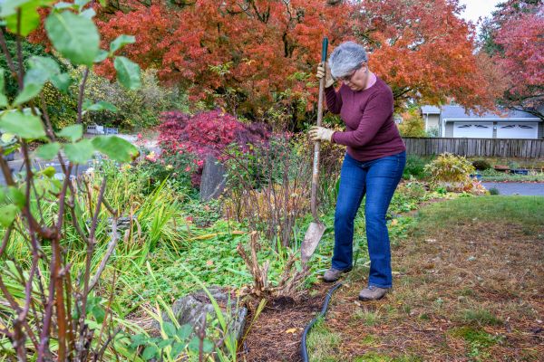 Cost of Dead Bush Removal in Broomfield