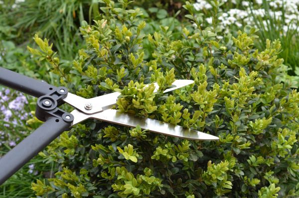 Boxwood Trimming in Broomfield