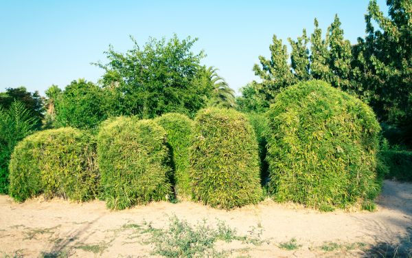 Cost of Bamboo Hedge Removal in Broomfield