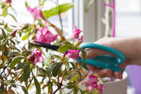 Azalea Pruning in Broomfield