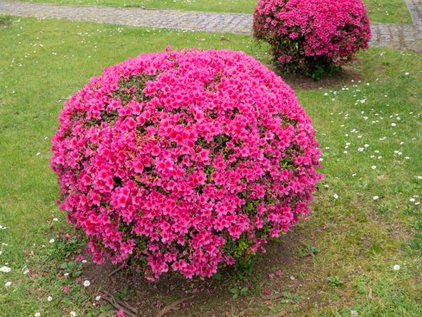 Cost of Rhododendron Pruning in Broomfield