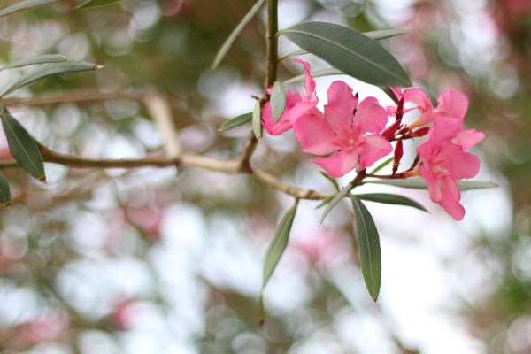 Cost of Oleander Removal in Broomfield