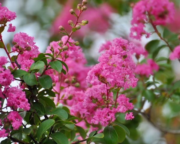 Cost of Crepe Myrtle Removal in Broomfield
