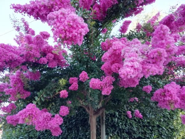 Cost of Crape Myrtle Pruning in Broomfield