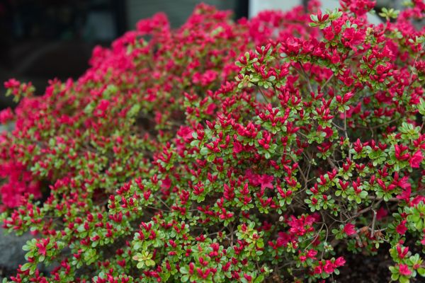 Cost of Weigela Removal Service in Broomfield